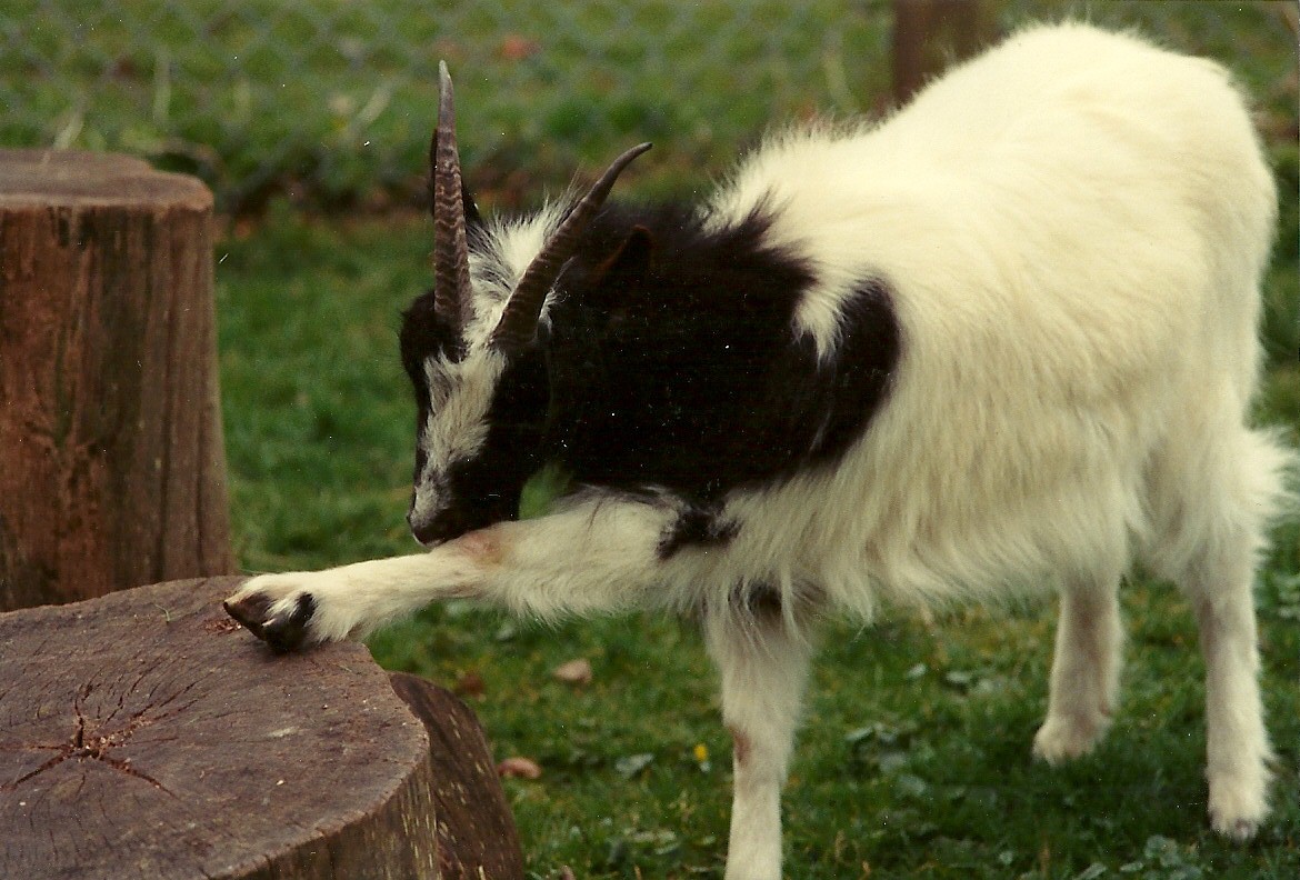 Sewerby Zoo mid-1990s