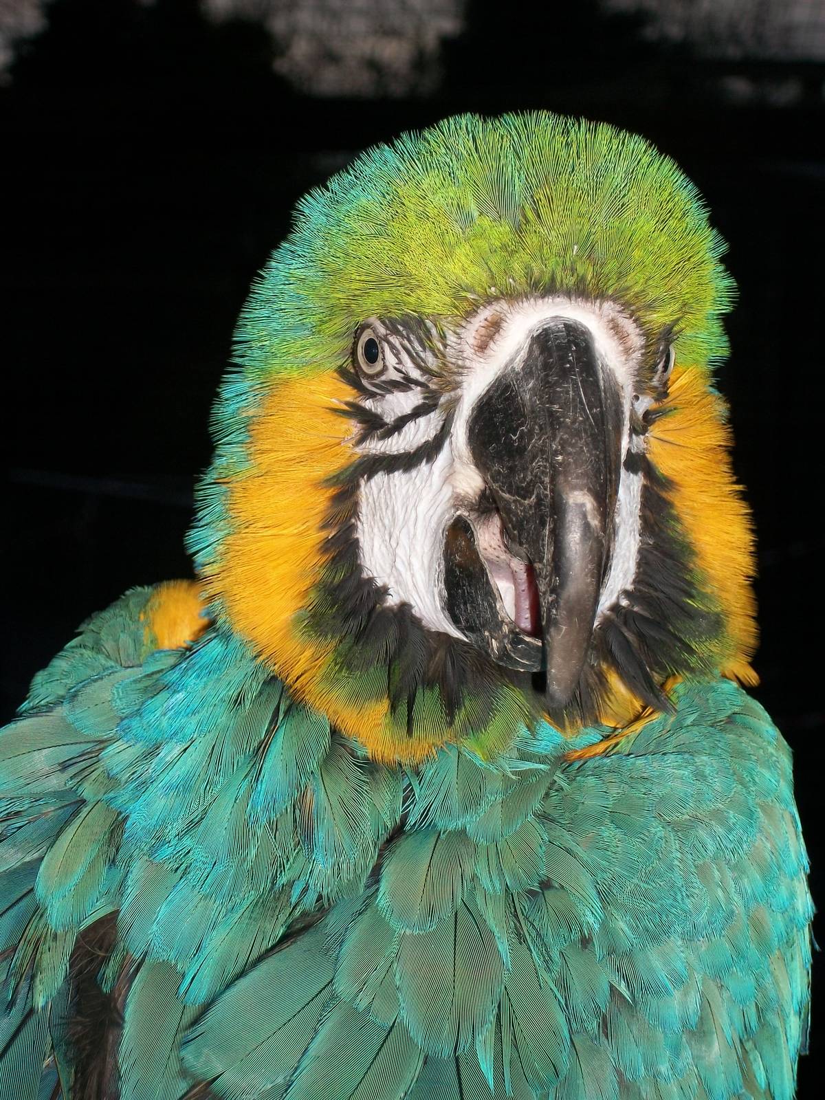 Sewerby Zoo, Millie 19th December 2013