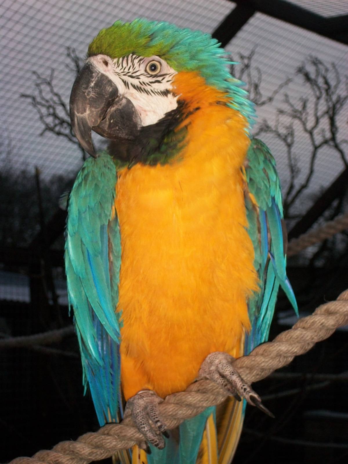 Sewerby Zoo, Monty 19th December 2013