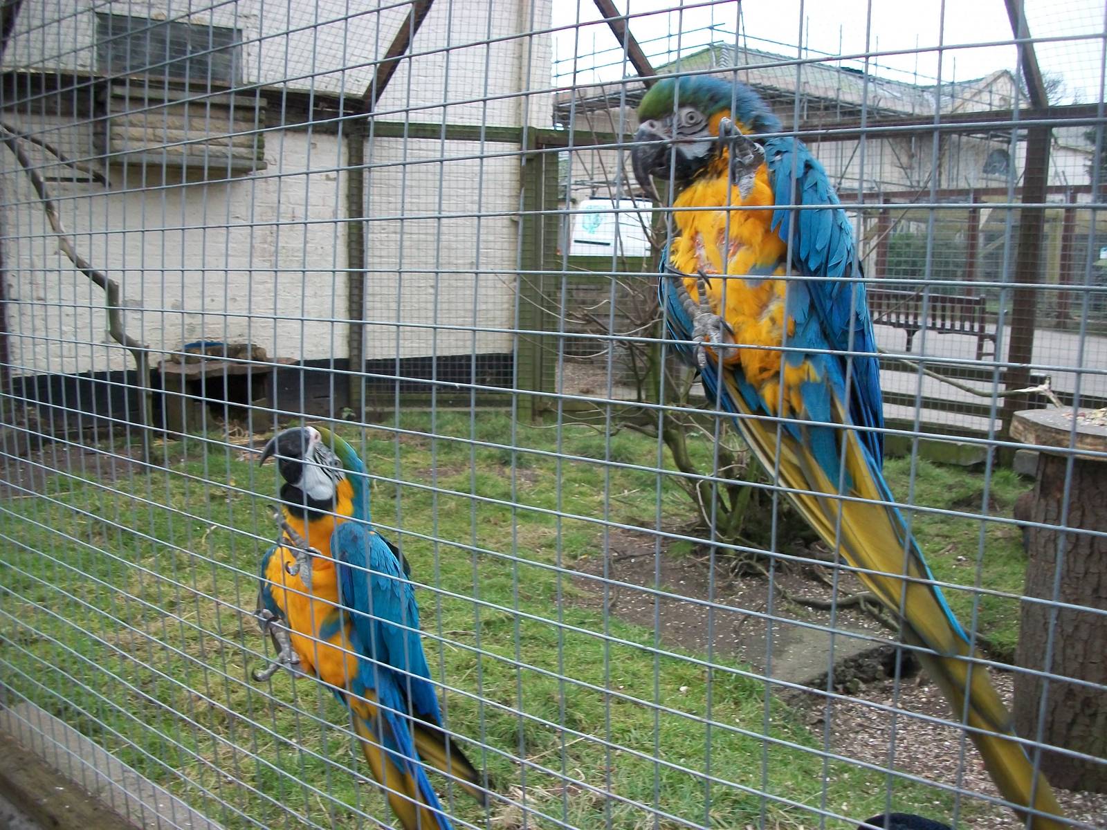 Sewerby Zoo, Monty and Millie 23nd February 2013