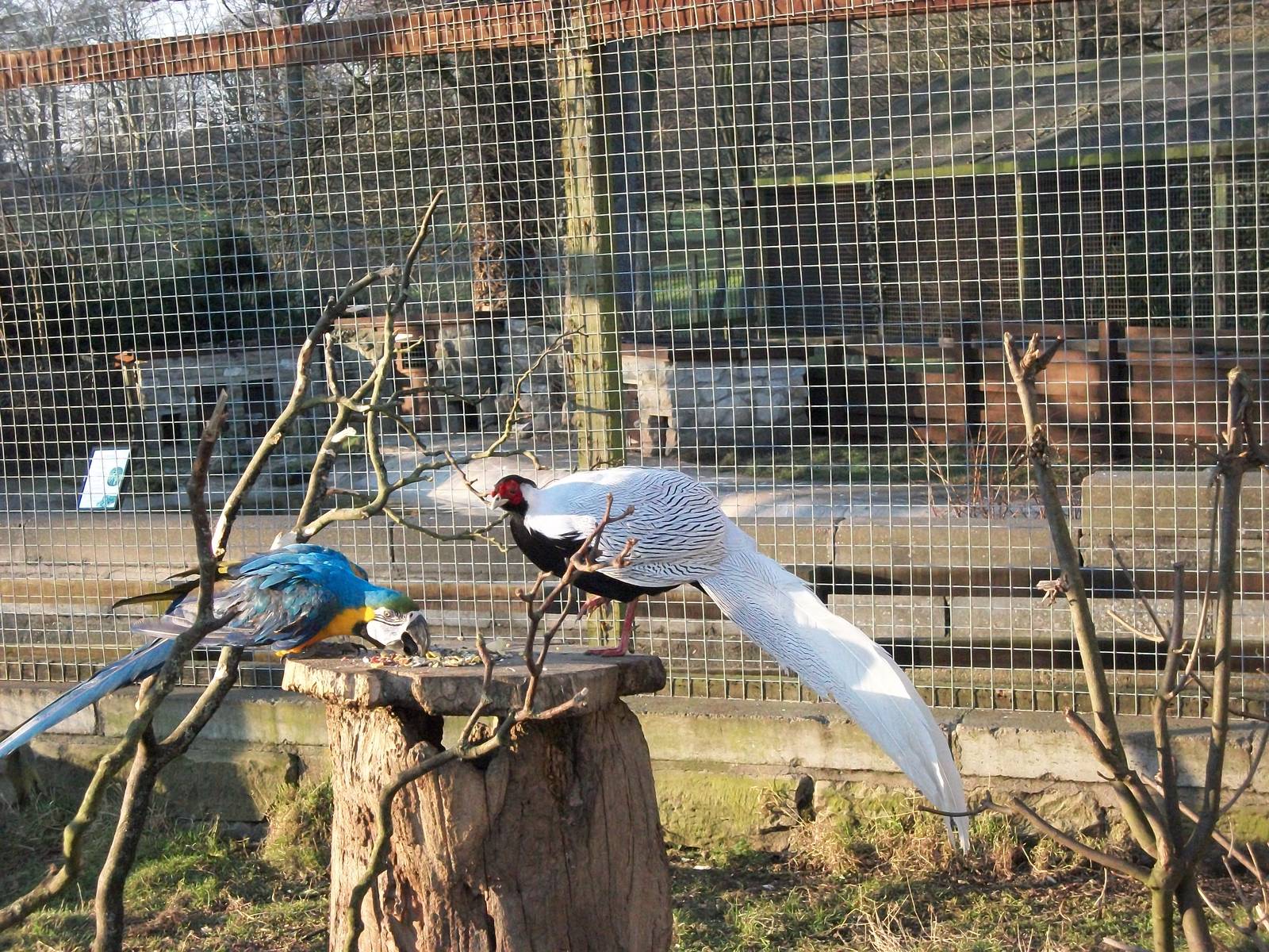 Sewerby Zoo, Monty the Blue and Yellow Macaw and Silver Pheasant 3rd Februa