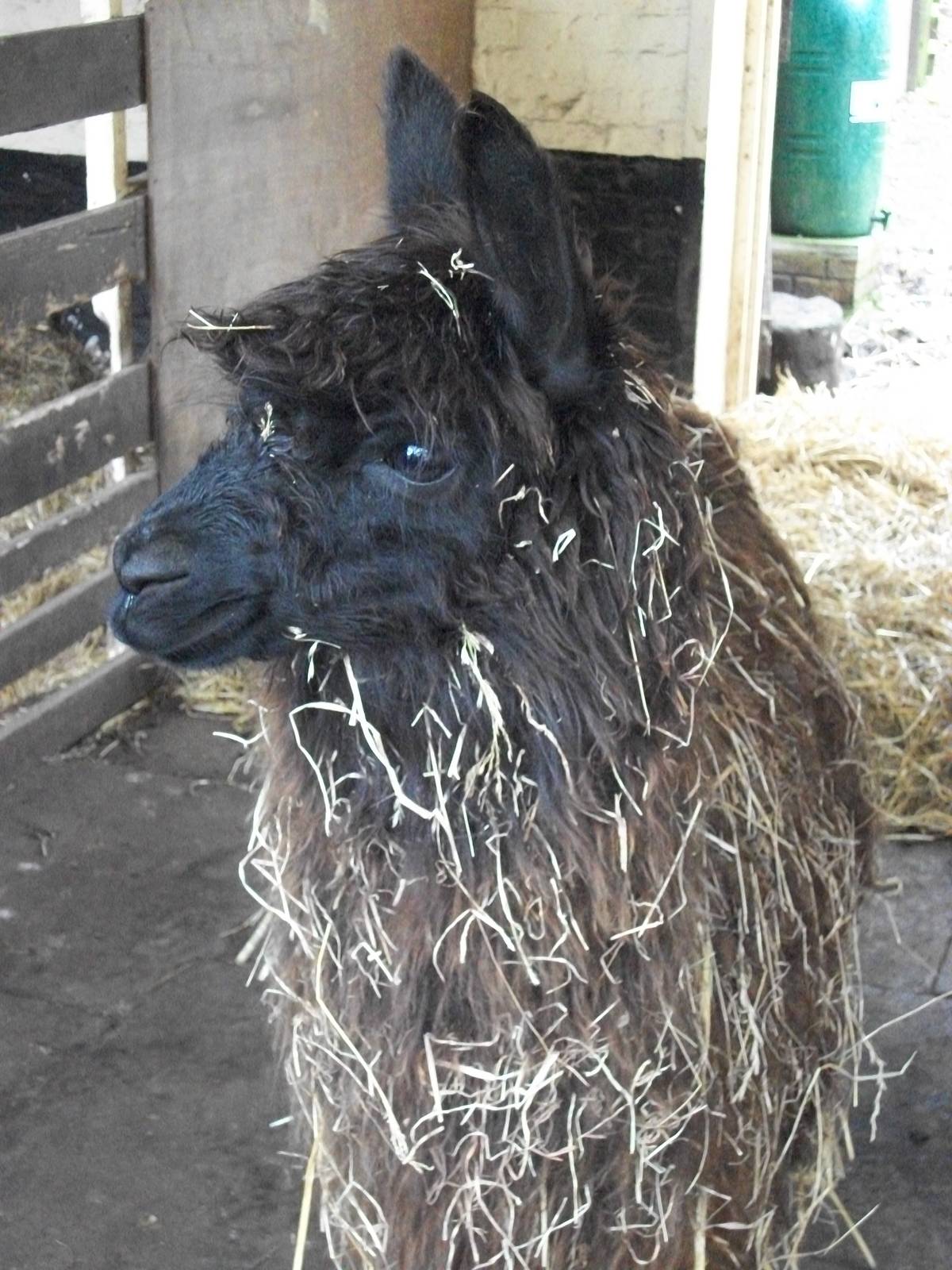 Sewerby Zoo, newly arrived Alpaca 8th February 2013