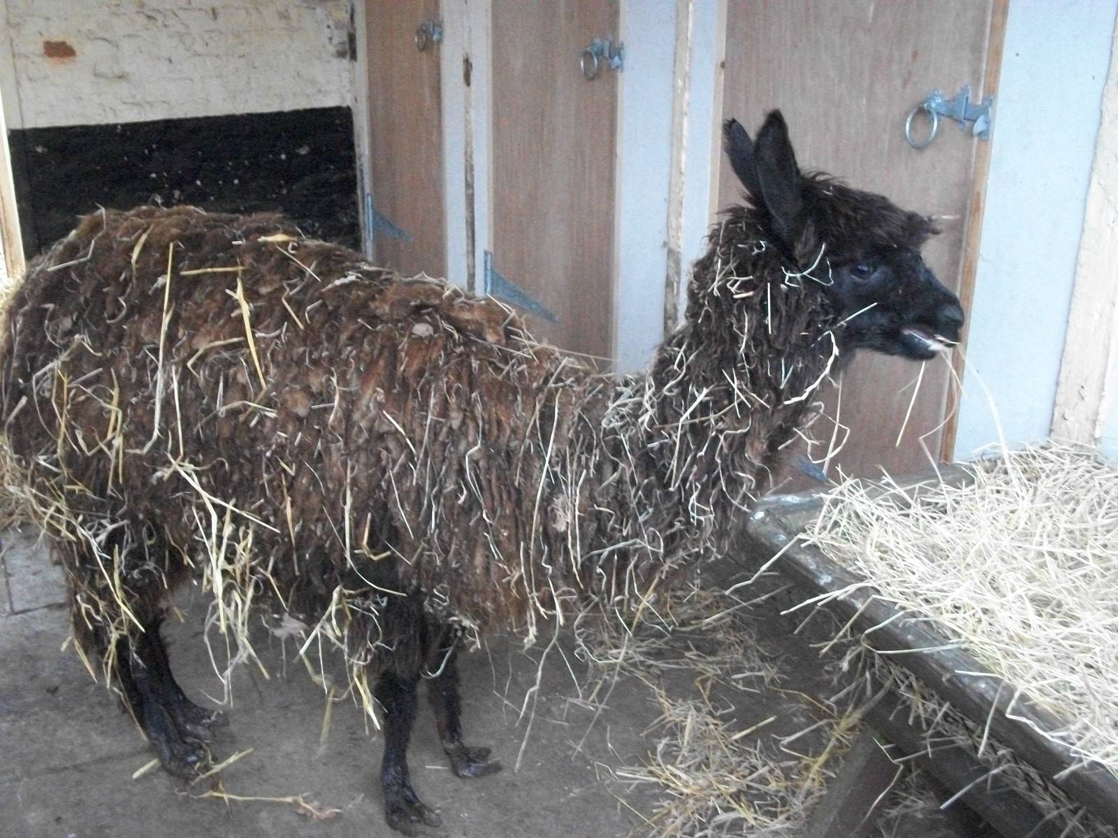 Sewerby Zoo, newly arrived Alpaca 8th February 2013