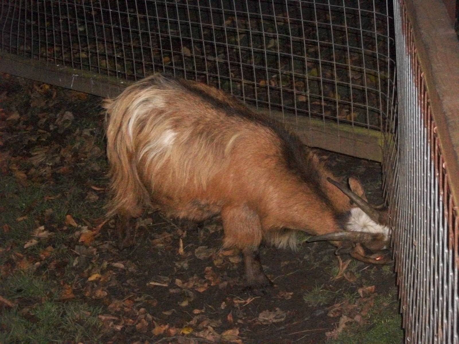 Sewerby Zoo, Night Safari? 4th November 2012