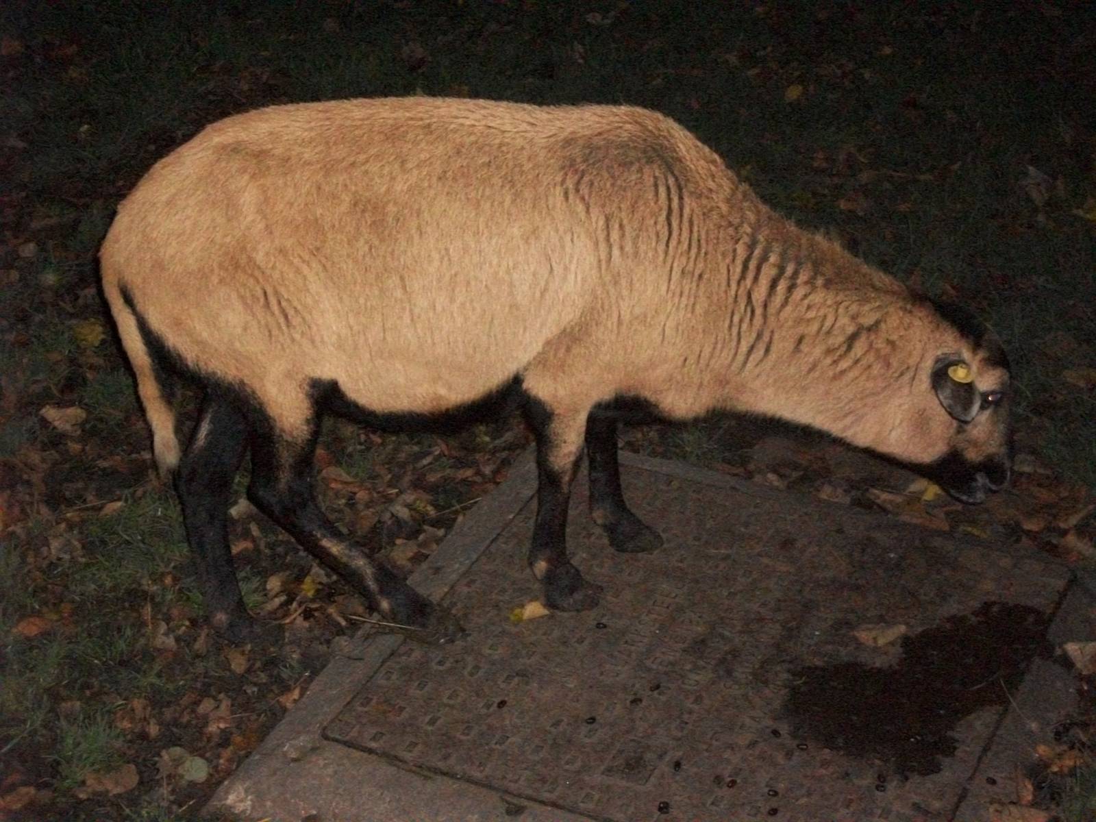 Sewerby Zoo, Night Safari? 4th November 2012