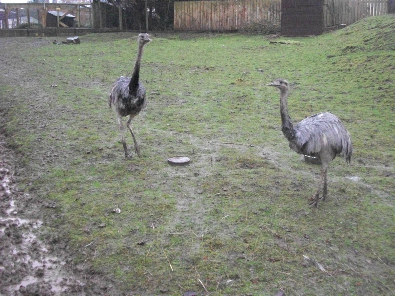 Sewerby Zoo, no winter wonderland - soggy instead 24th December 2012