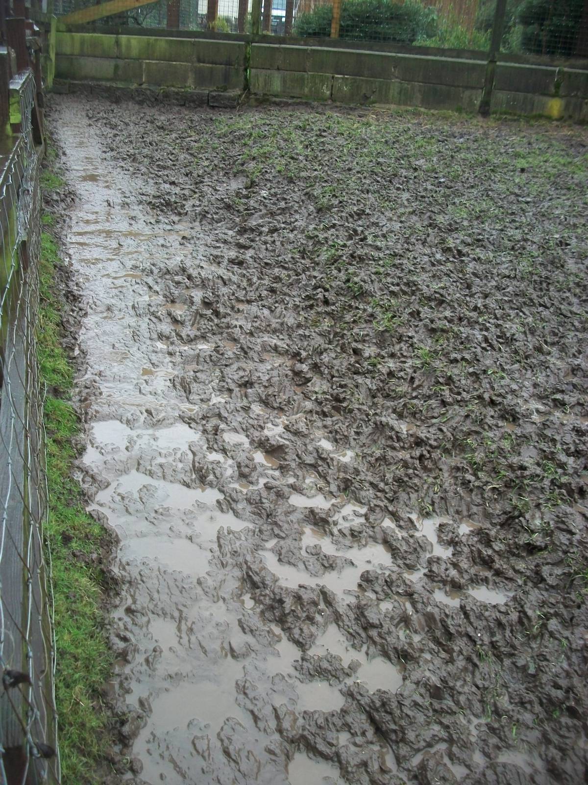 Sewerby Zoo, no winter wonderland - soggy instead 24th December 2012