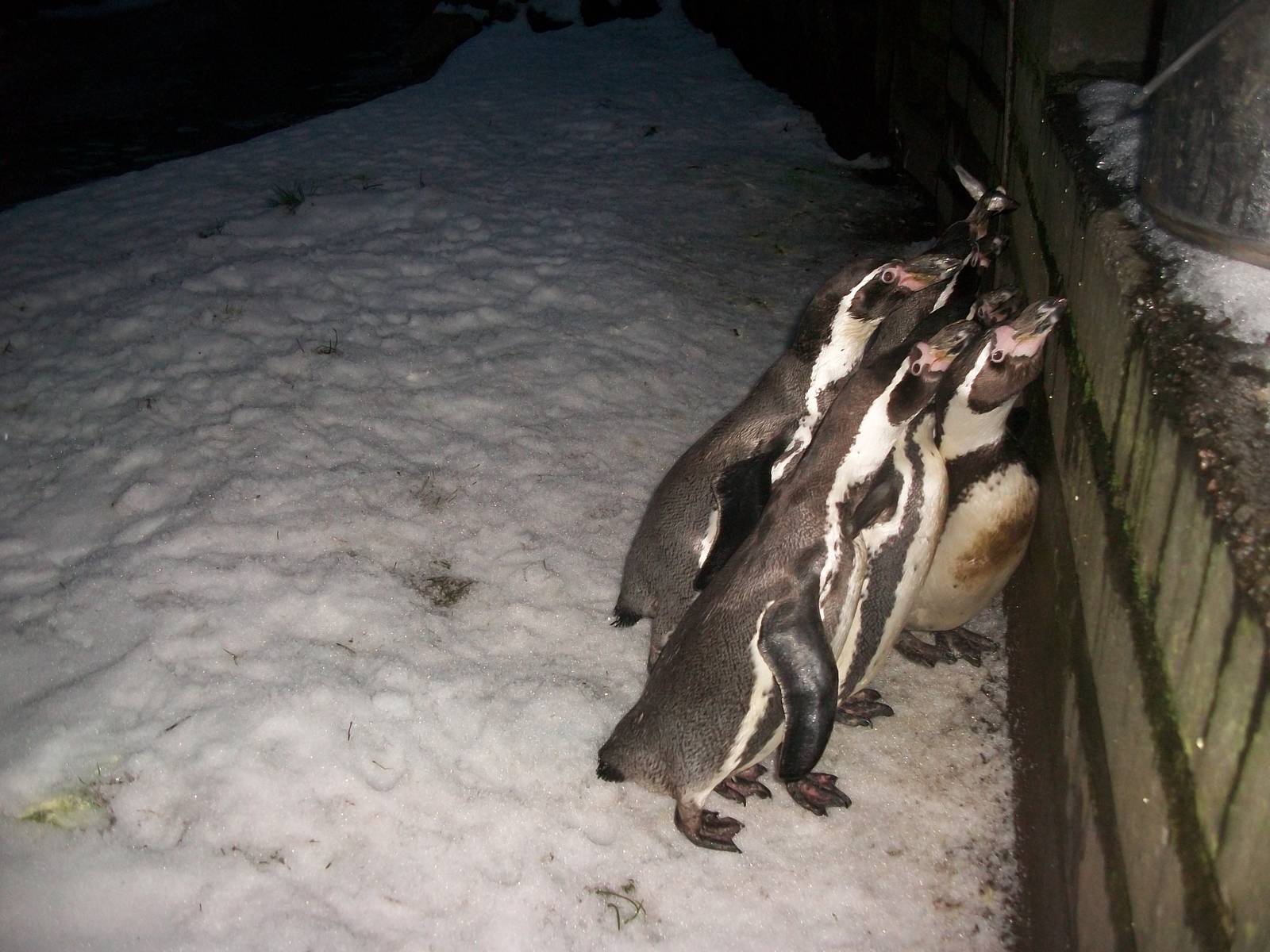 Sewerby Zoo, Penguin feeding 19th January 2013