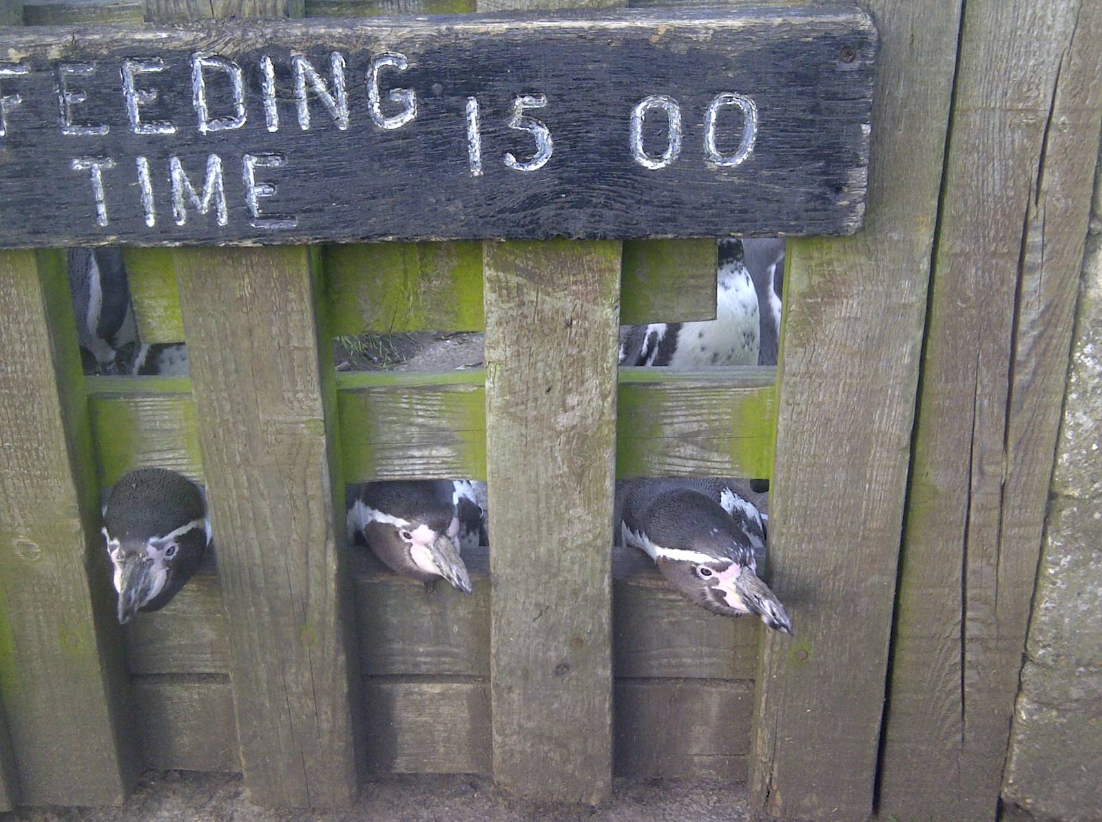 Sewerby Zoo Penguin feeding!