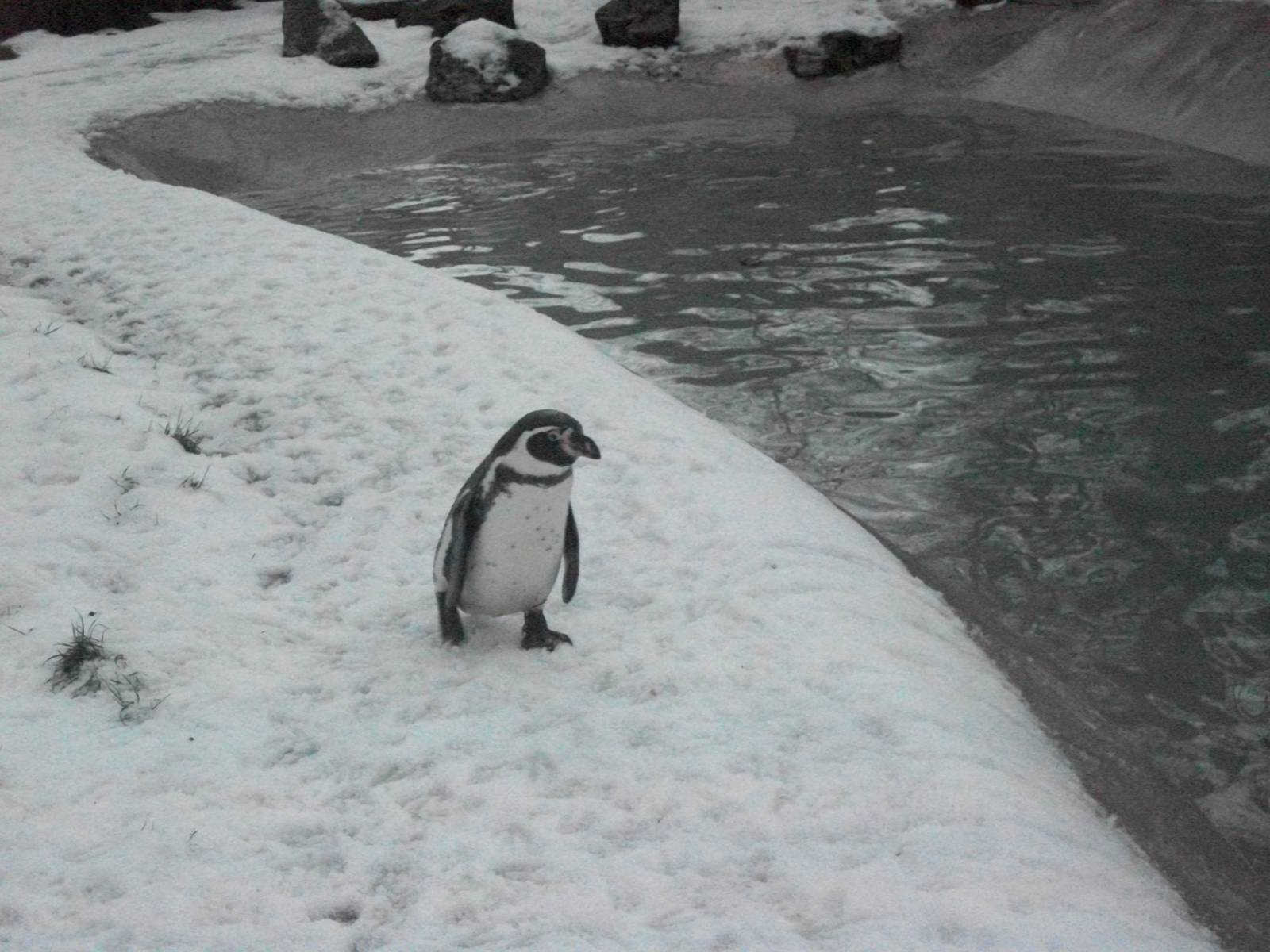 Sewerby Zoo, plodding round for a sprat 19th January 2013