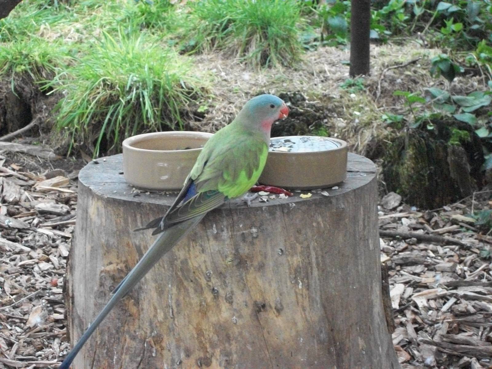 Sewerby Zoo, Princess of Wales Parakeet, 26th February 2012