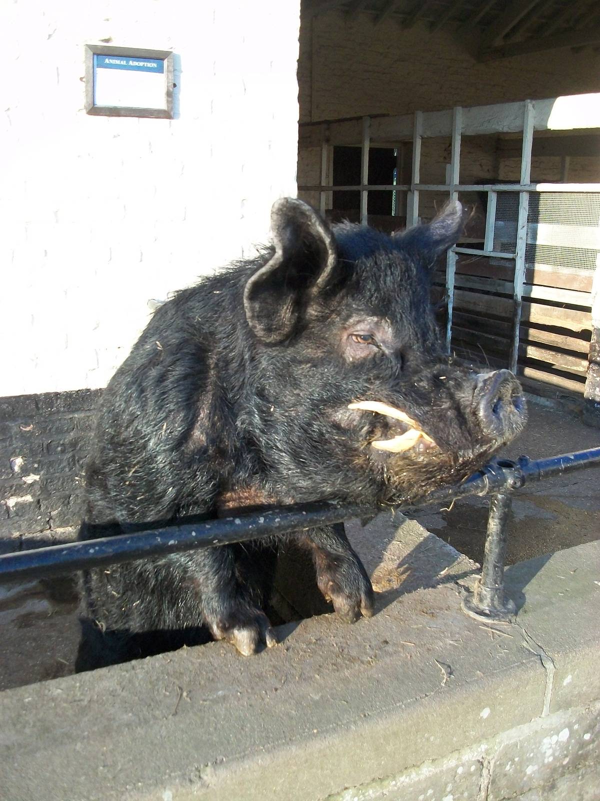 Sewerby Zoo, Pugwash the Kune Kune Pig 3rd February 2012