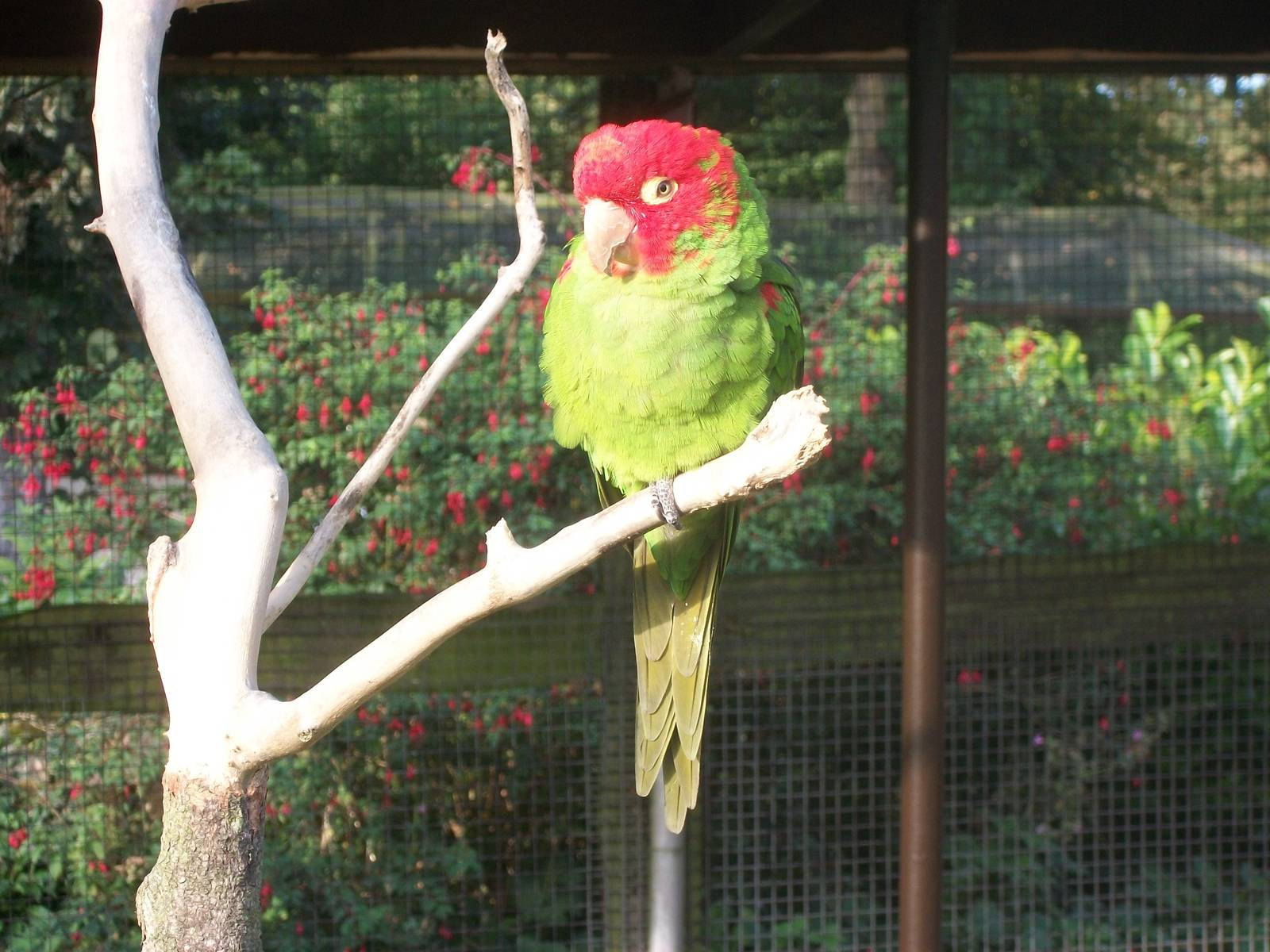 Sewerby Zoo, Red-masked Conure 10th October 2012