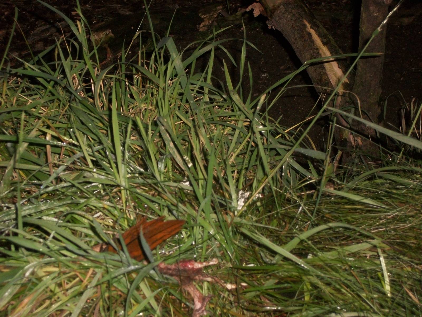 Sewerby Zoo, remains of Red-masked Conure 30th November 2012