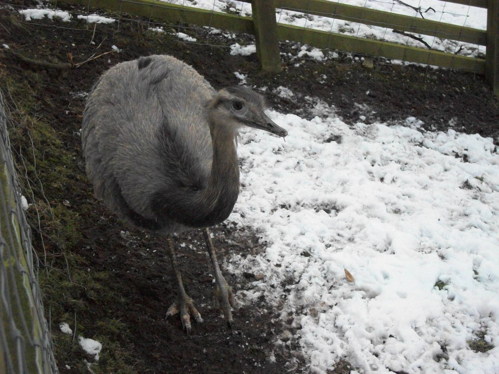 Sewerby Zoo, Rhea 11th February 2012