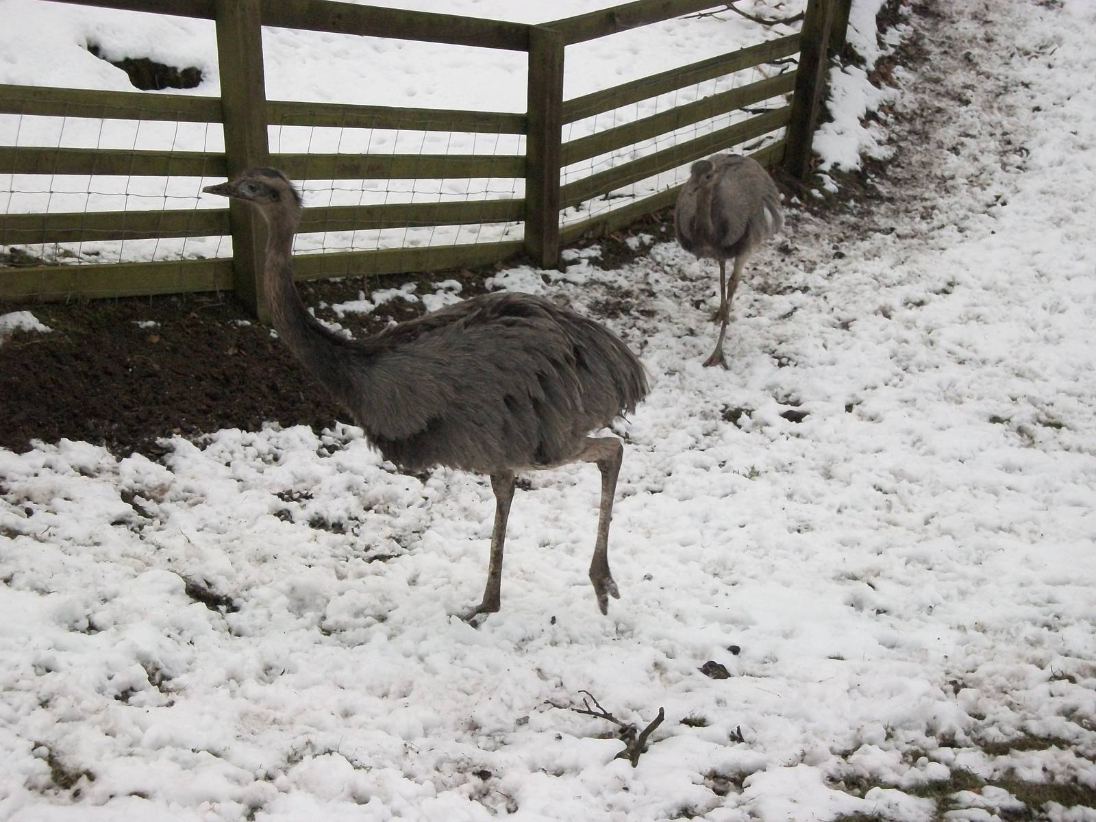 Sewerby Zoo, Rheas 11th February 2012