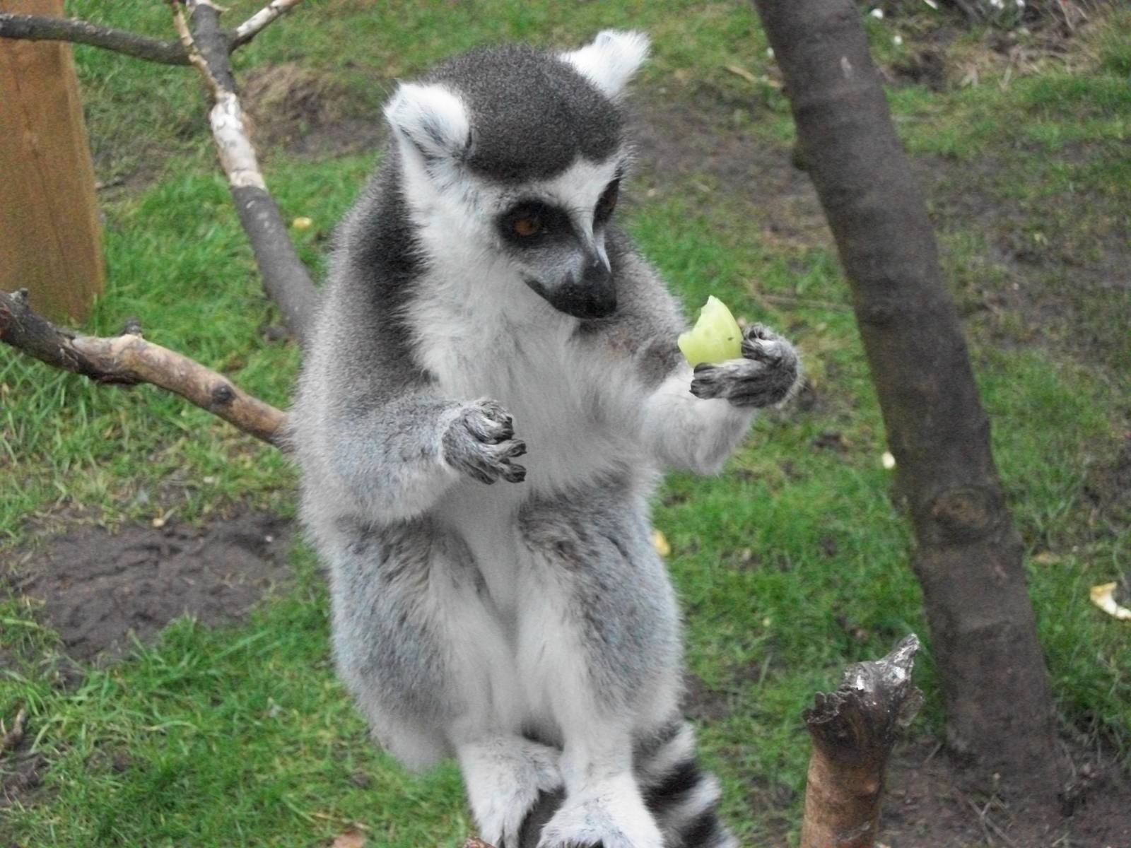 Sewerby Zoo, Ring-tailed Lemur 24th February 2013
