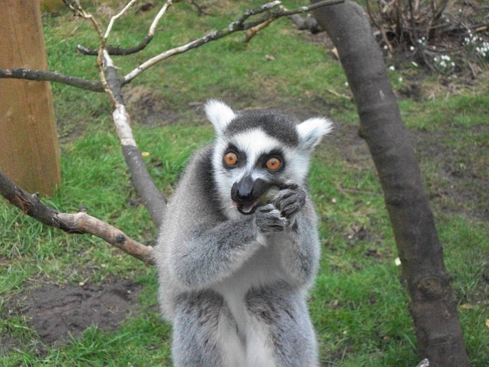 Sewerby Zoo, Ring-tailed Lemur 24th February 2013