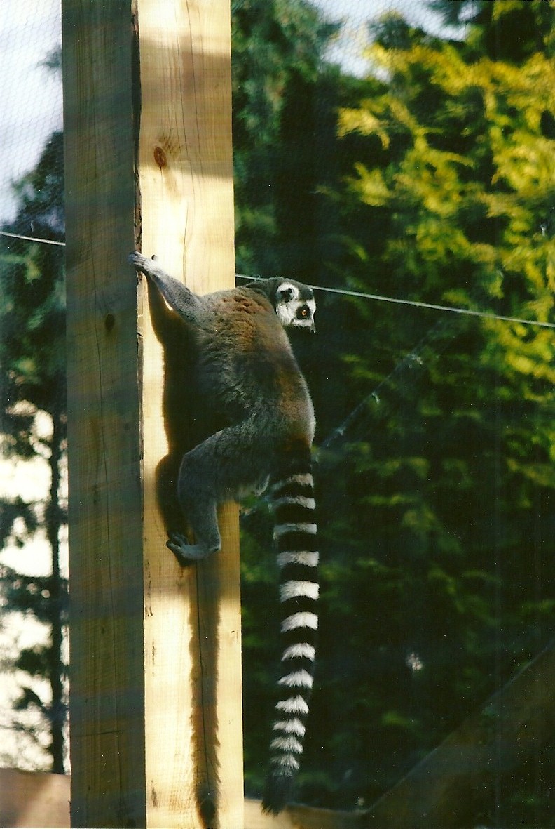 Sewerby Zoo, Ring-tailed Lemur 29th September 2012