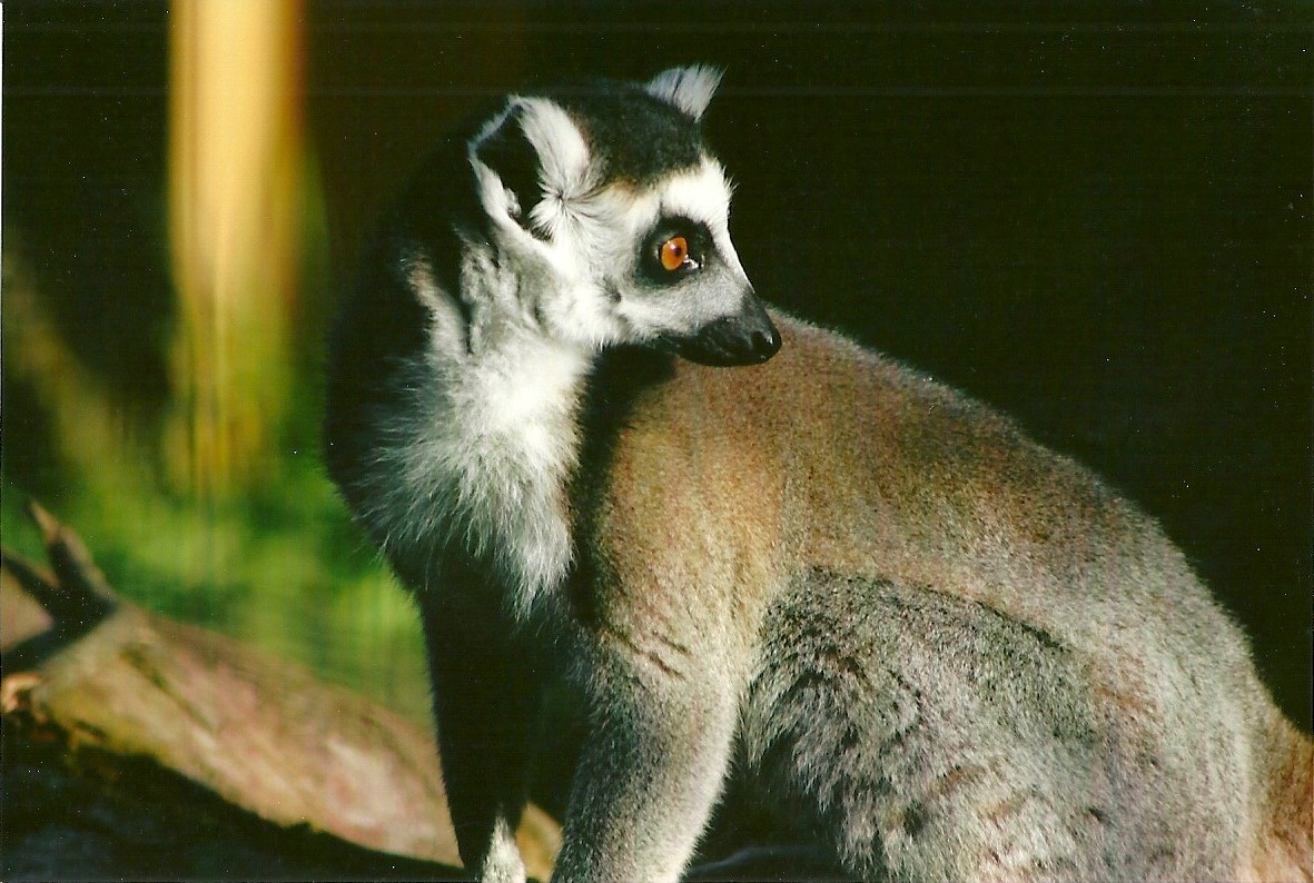 Sewerby Zoo, Ring-tailed Lemur 29th September 2012