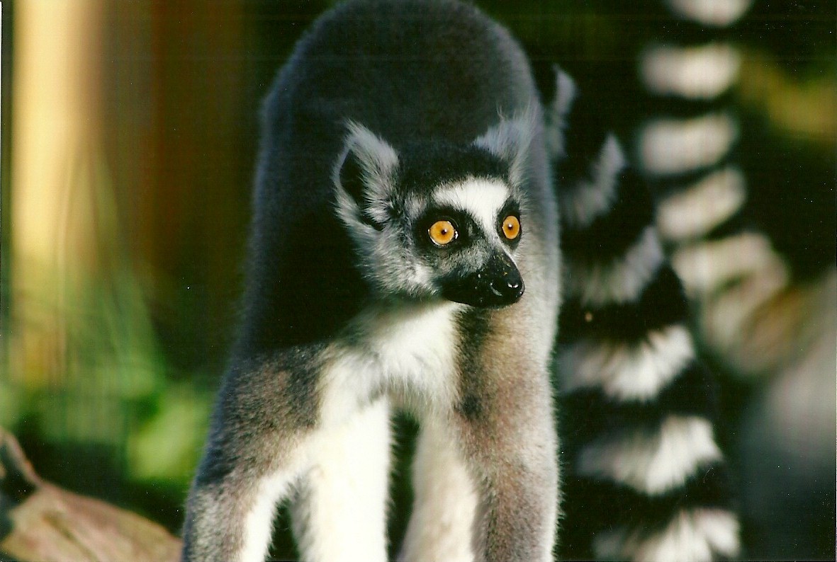 Sewerby Zoo, Ring-tailed Lemur 29th September 2012