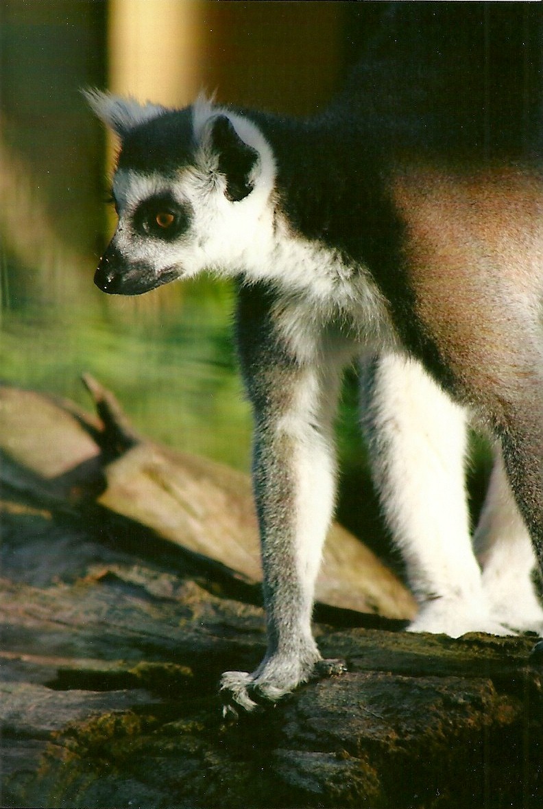 Sewerby Zoo, Ring-tailed Lemur 29th September 2012