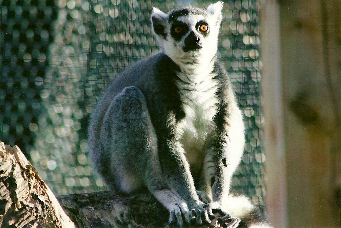 Sewerby Zoo, Ring-tailed Lemur 30th September 2012