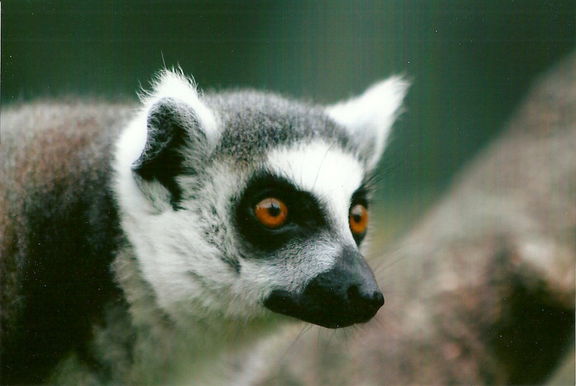 Sewerby Zoo, Ring-tailed Lemur 30th September 2012