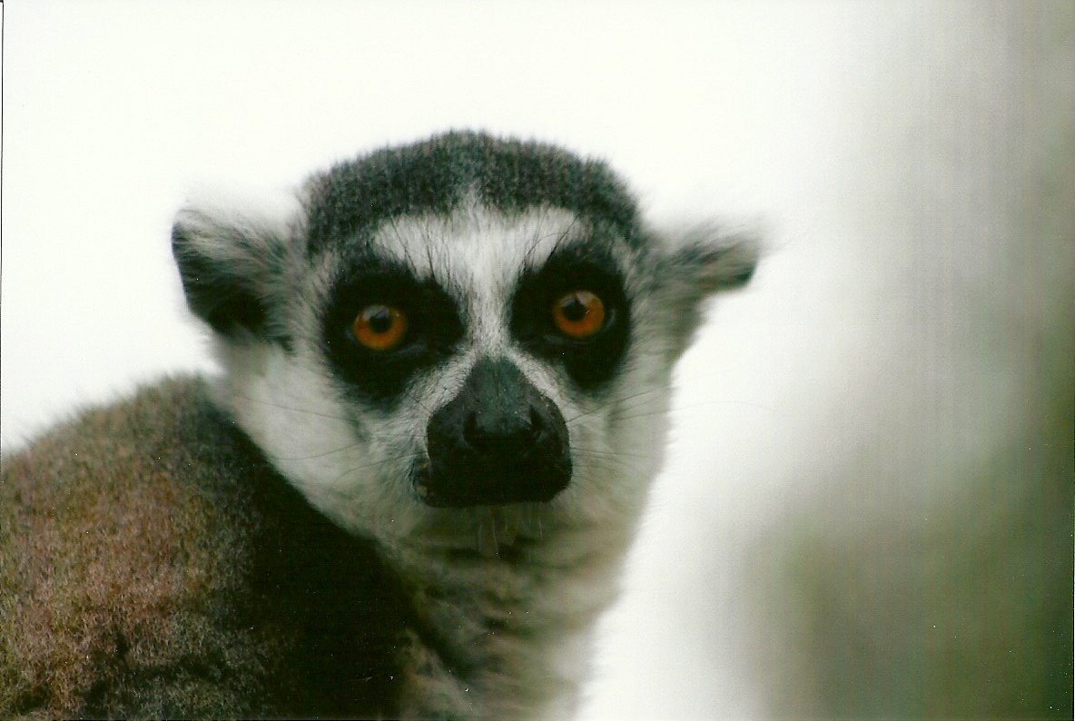 Sewerby Zoo, Ring-tailed Lemur 30th September 2012