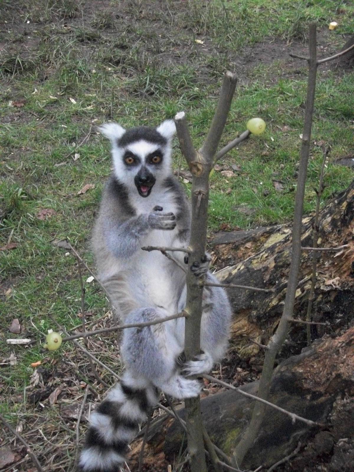 Sewerby Zoo, Ring-tailed Lemur enjoying Grape Tree 24th February 2013