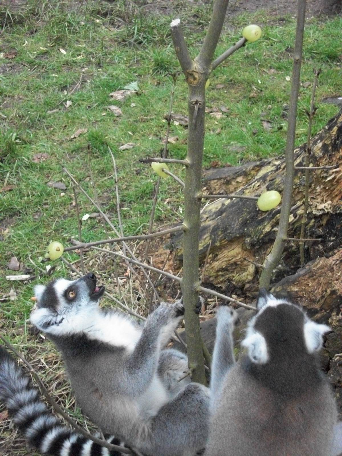 Sewerby Zoo, Ring-tailed Lemurs enjoying Grape Tree 24th February 2013