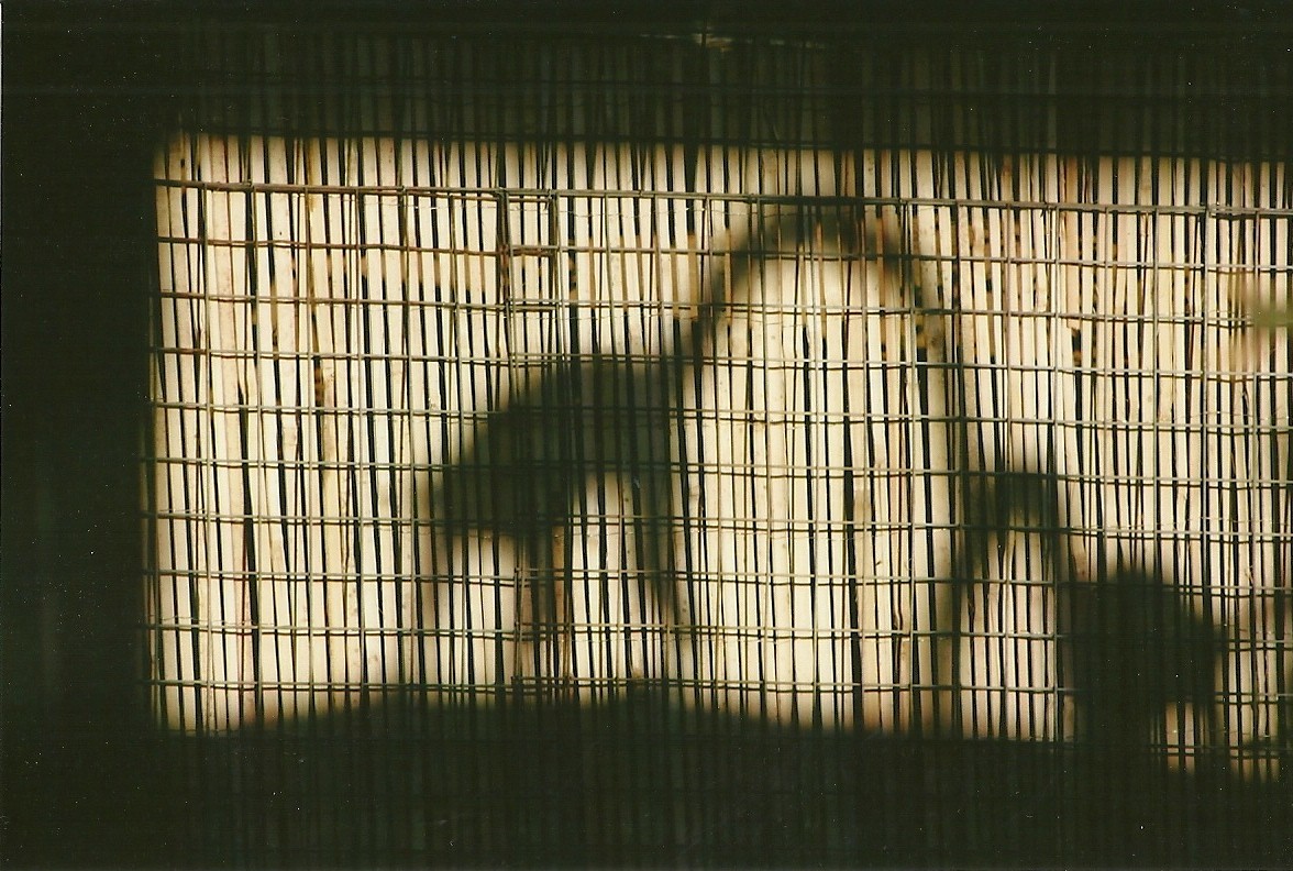 Sewerby Zoo, Ring-tailed Lemurs' shadows 29th September 2012