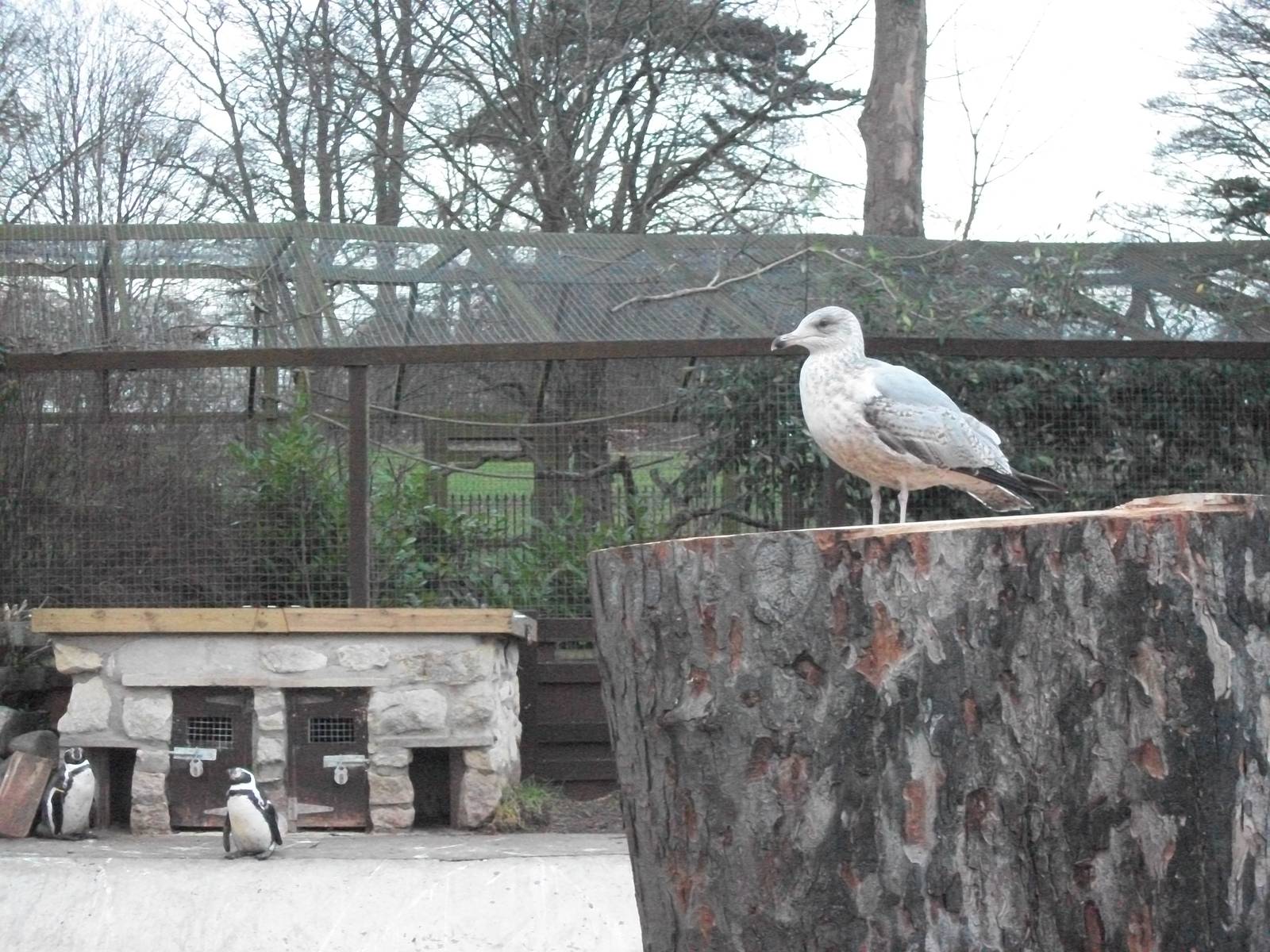 Sewerby Zoo, Sheldon hoping for a sprat 19th December 2013