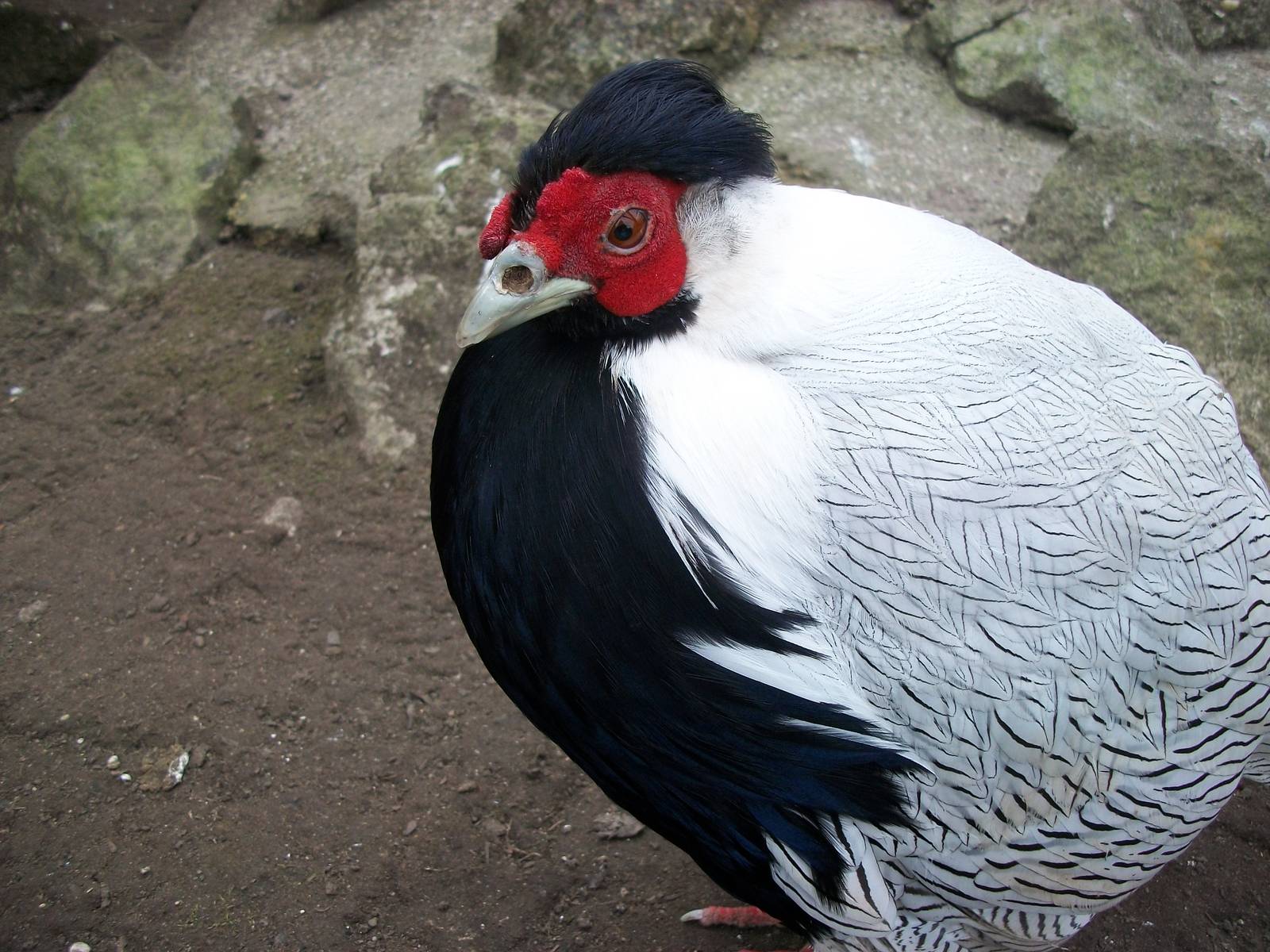 Sewerby Zoo, Silver Pheasant 1st April 2013