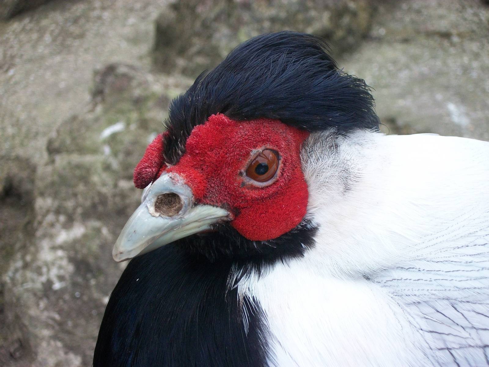 Sewerby Zoo, Silver Pheasant 1st April 2013