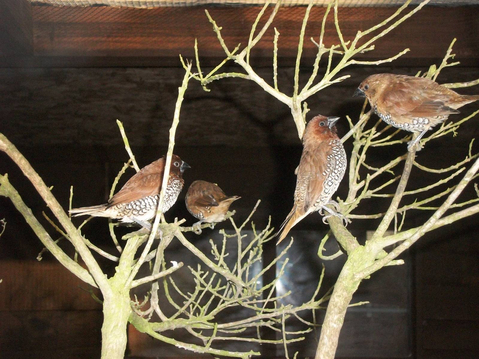 Sewerby Zoo, Spice Birds 3rd November 2012