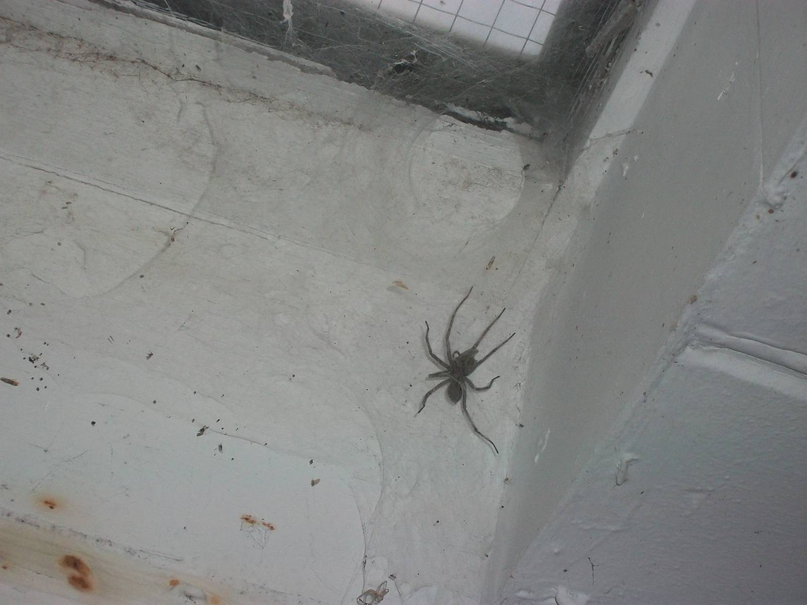 Sewerby Zoo, Spider in zoo kitchen 13th October 2012