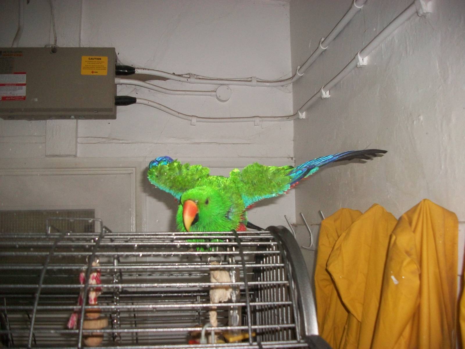 Sewerby Zoo, spraying the Eclectus Parrot 3rd November 2012