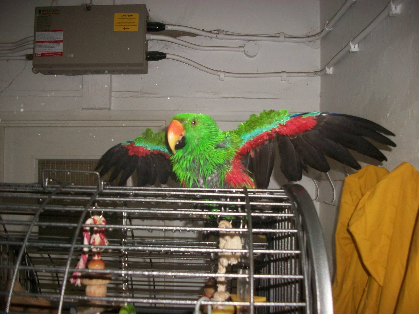 Sewerby Zoo, spraying the Eclectus Parrot 3rd November 2012