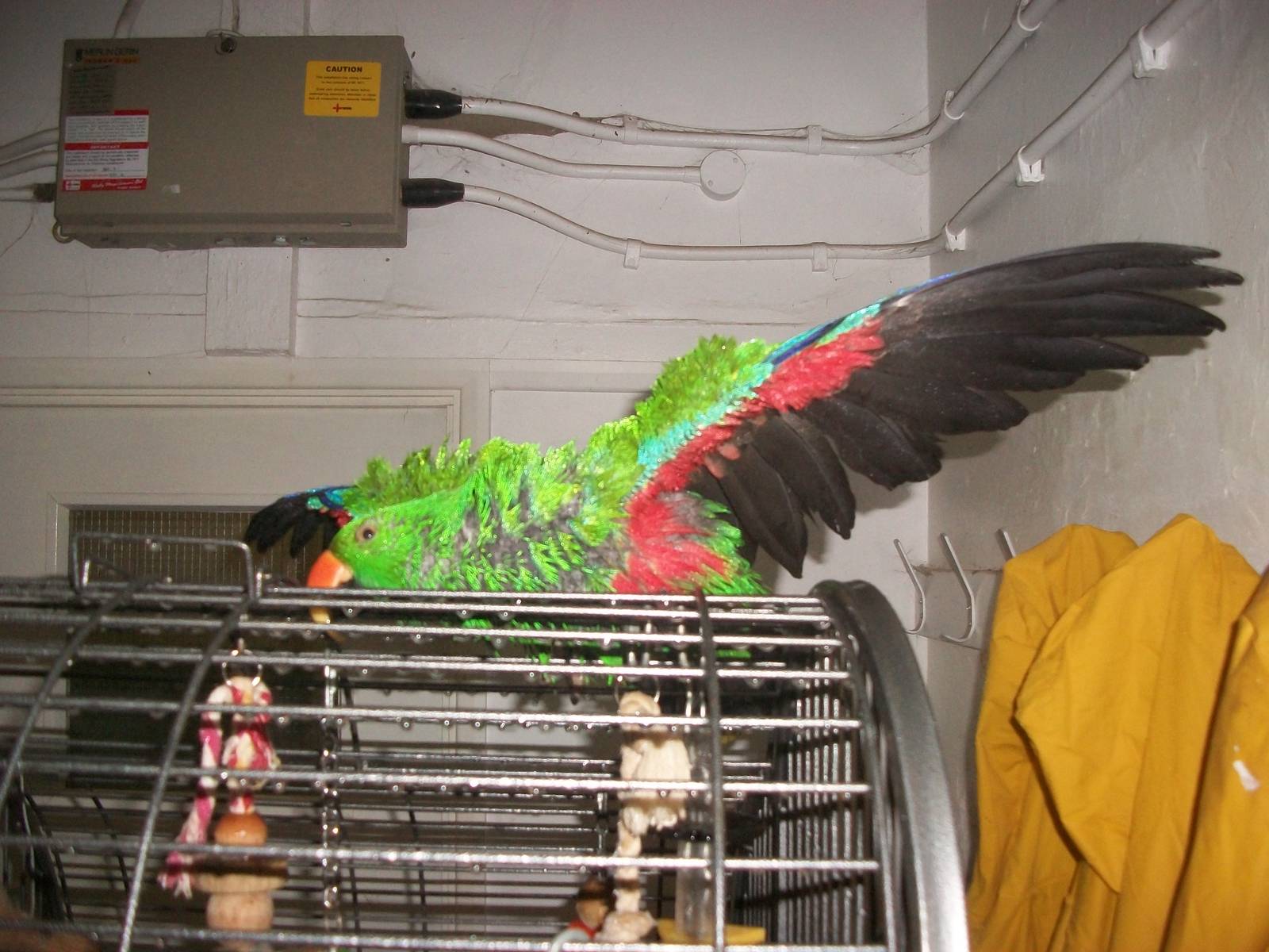 Sewerby Zoo, spraying the Eclectus Parrot 3rd November 2012