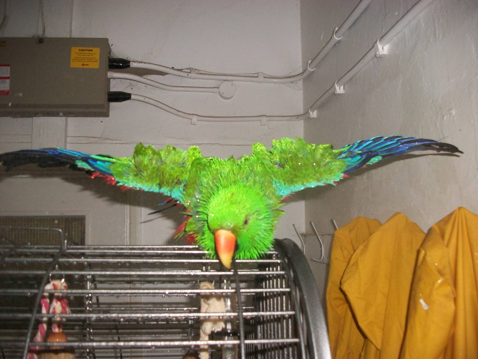 Sewerby Zoo, spraying the Eclectus Parrot 3rd November 2012