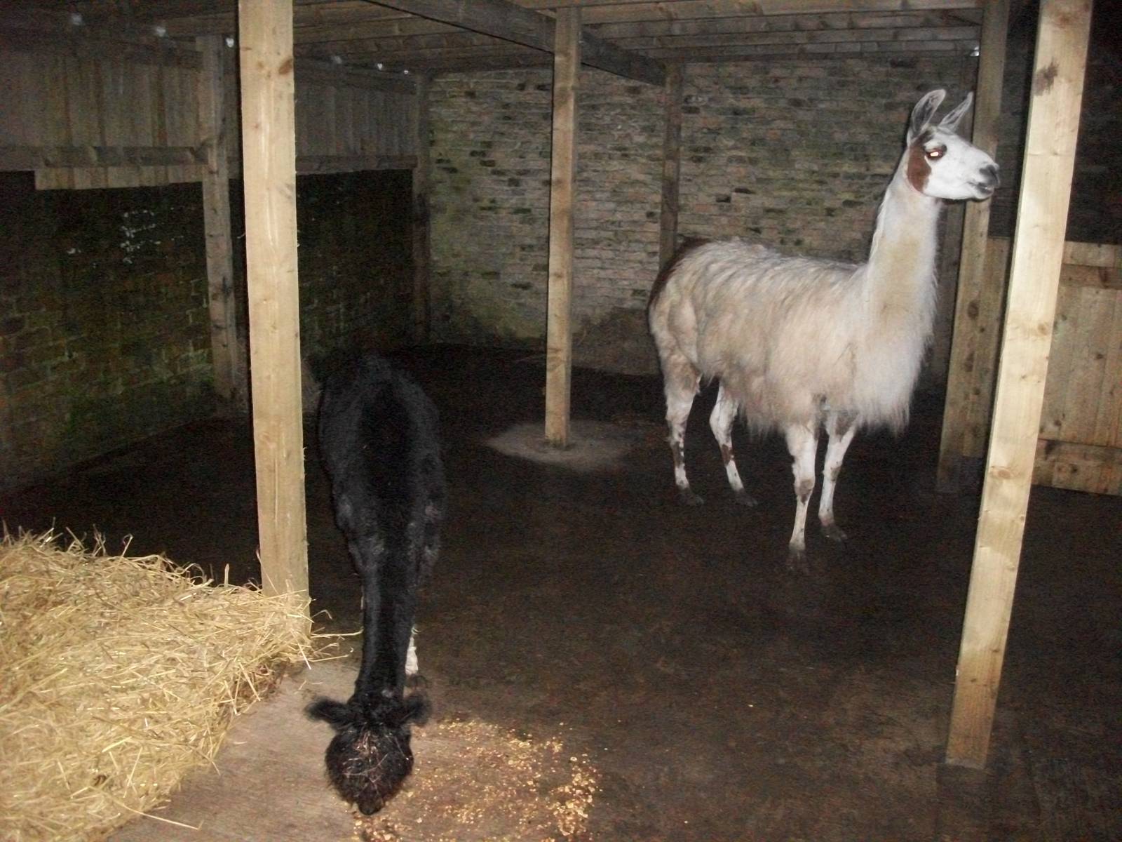 Sewerby Zoo, the African Farm (!) in use 15th December 2012