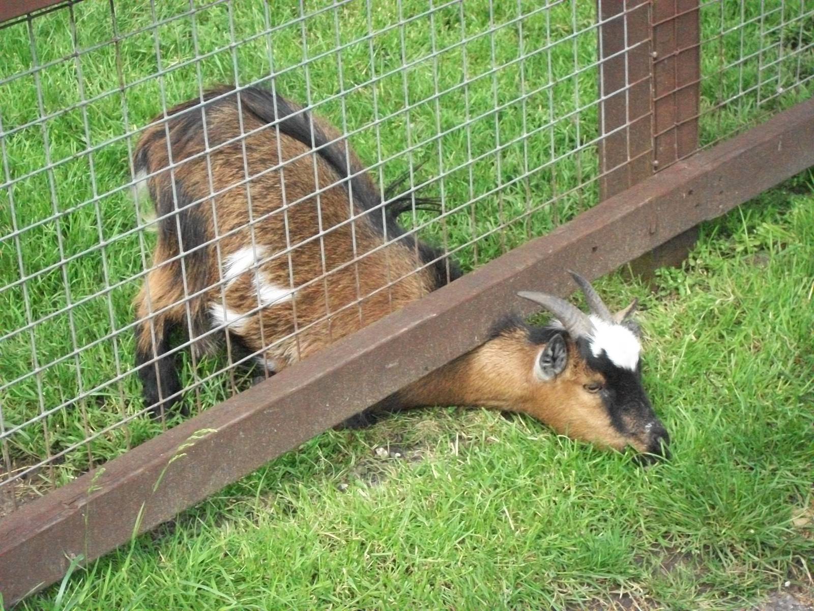 Sewerby Zoo, The Grass is Always Greener II