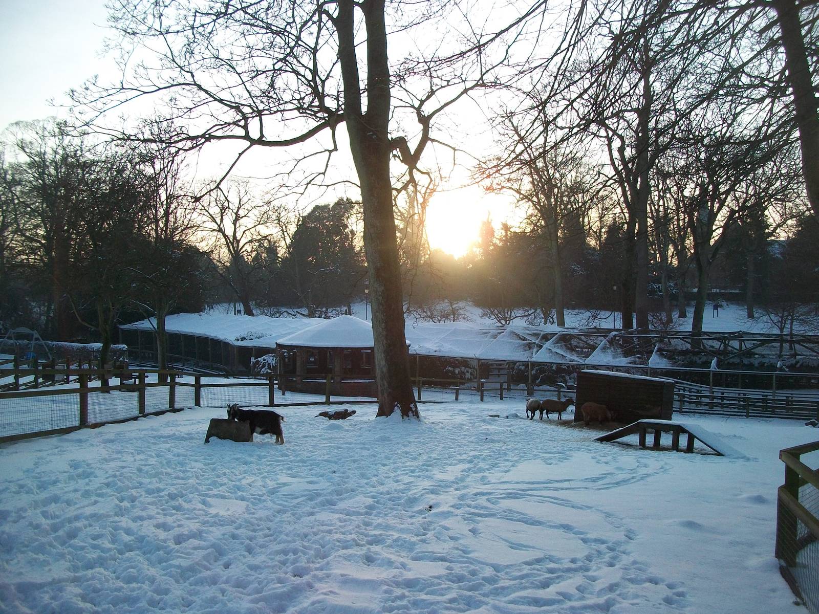 Sewerby Zoo, the sun going down, 5th February 2012