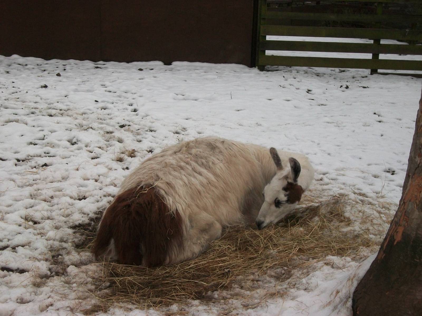 Sewerby Zoo, there must be warmer places to lie 20th January 2013