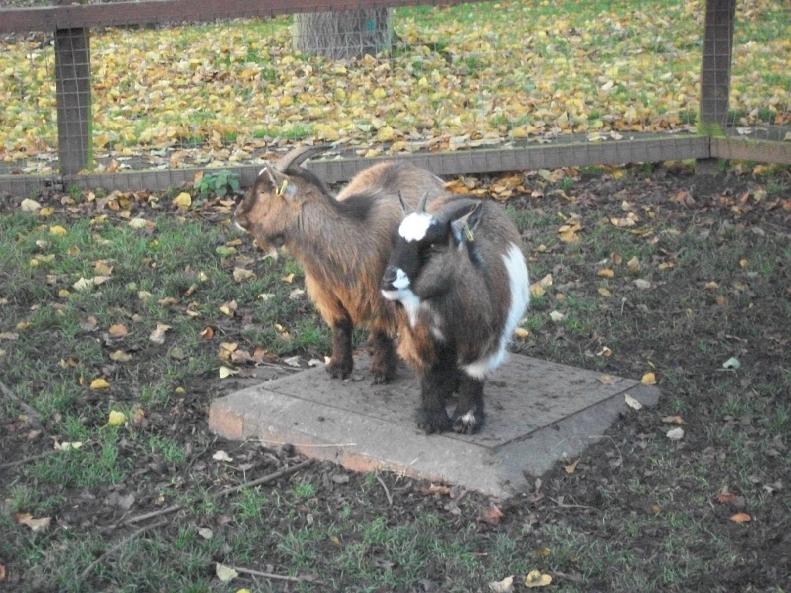 Sewerby Zoo, tidy African Pygmy Goats 18th November 2012
