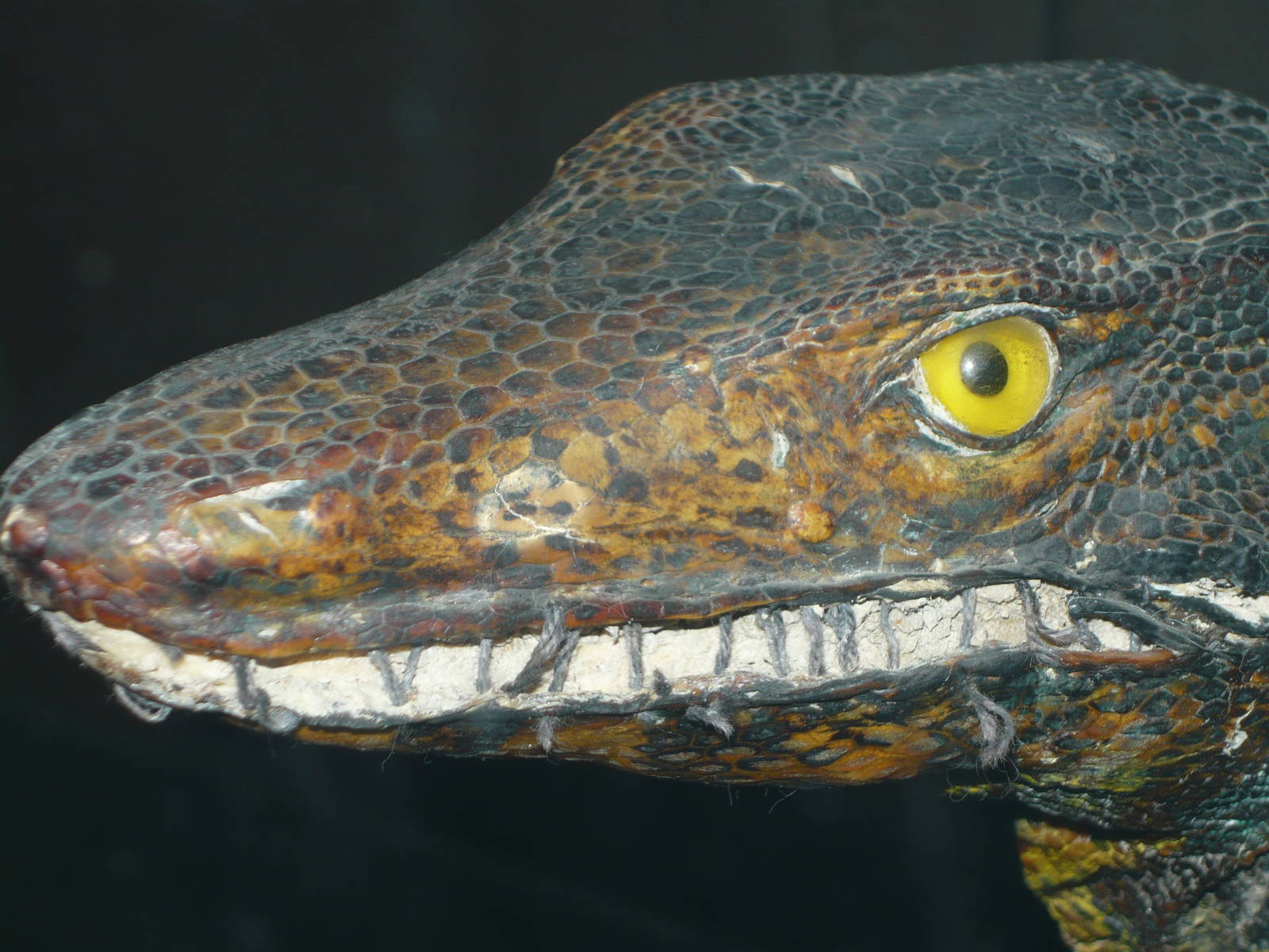 Sewn lipped monitor lizard