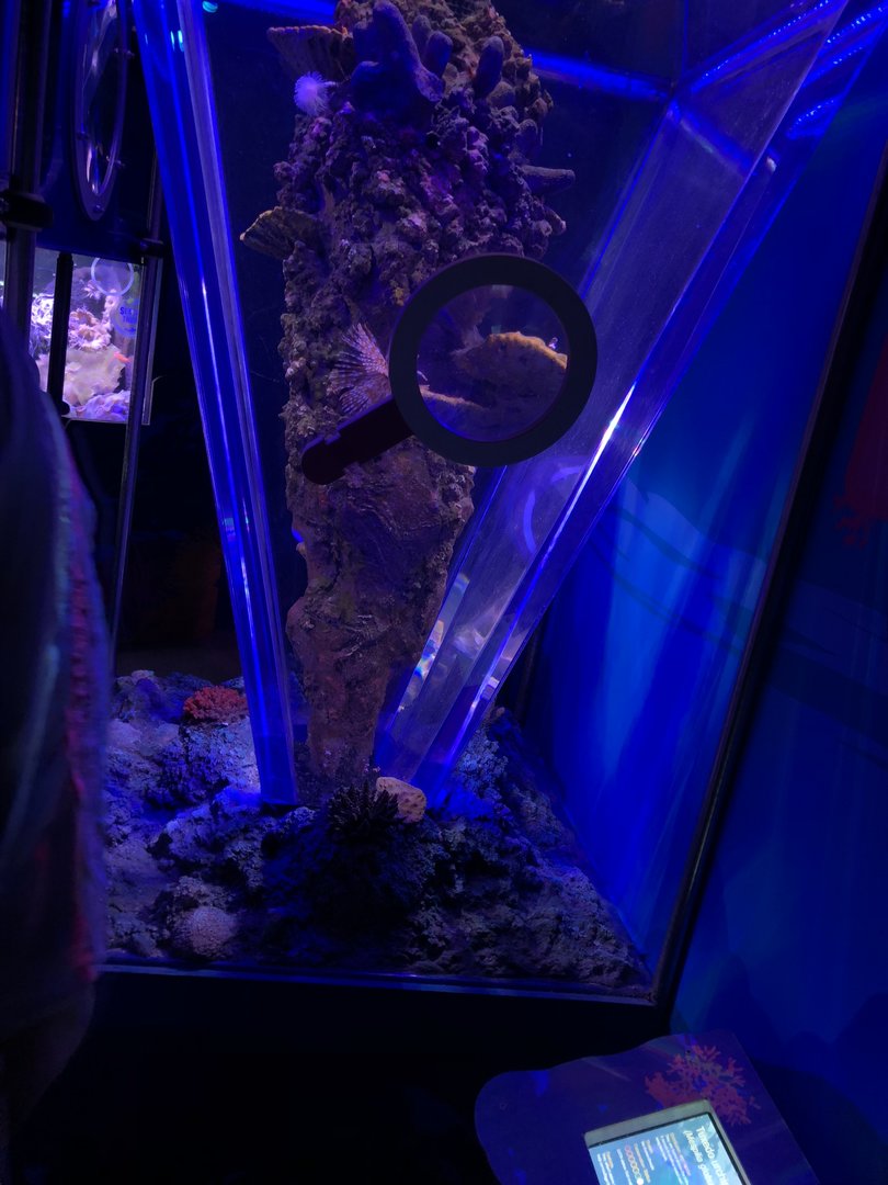 Sexy Shrimp Tank at SEA LIFE Scarborough (September 2022)