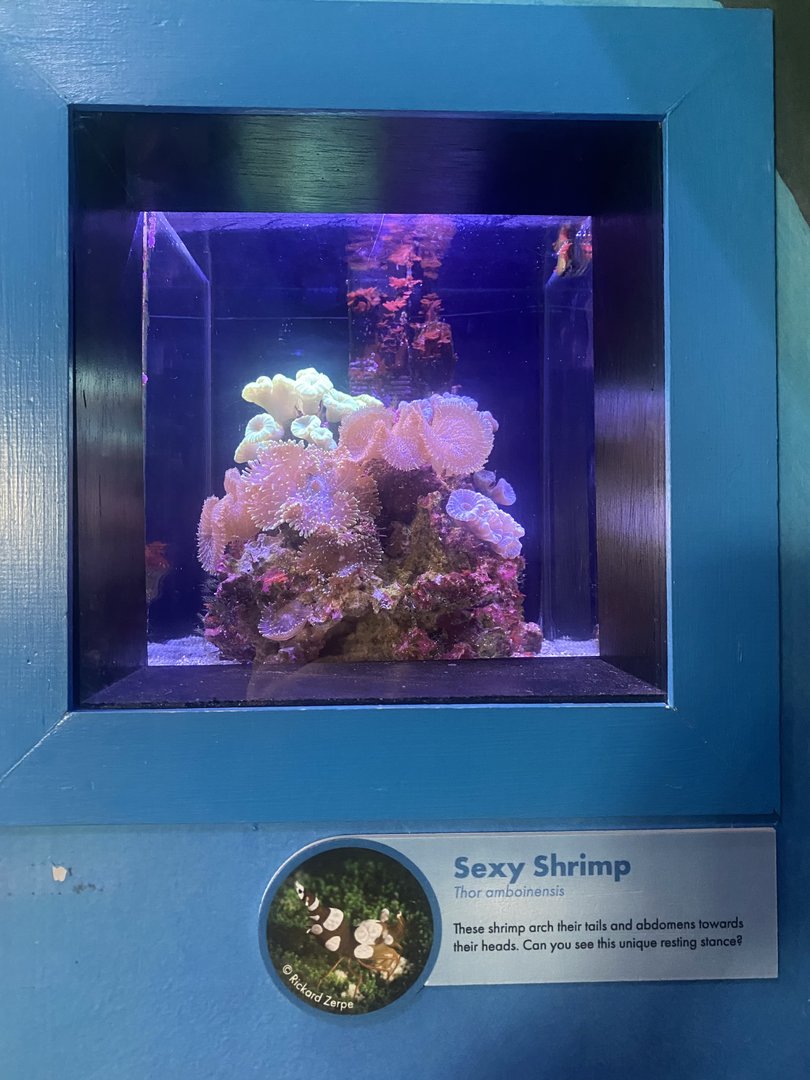 Sexy Shrimp Tank