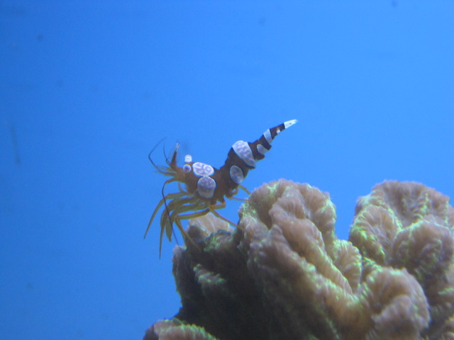 Sexy Shrimp Thor amboinensis 2015